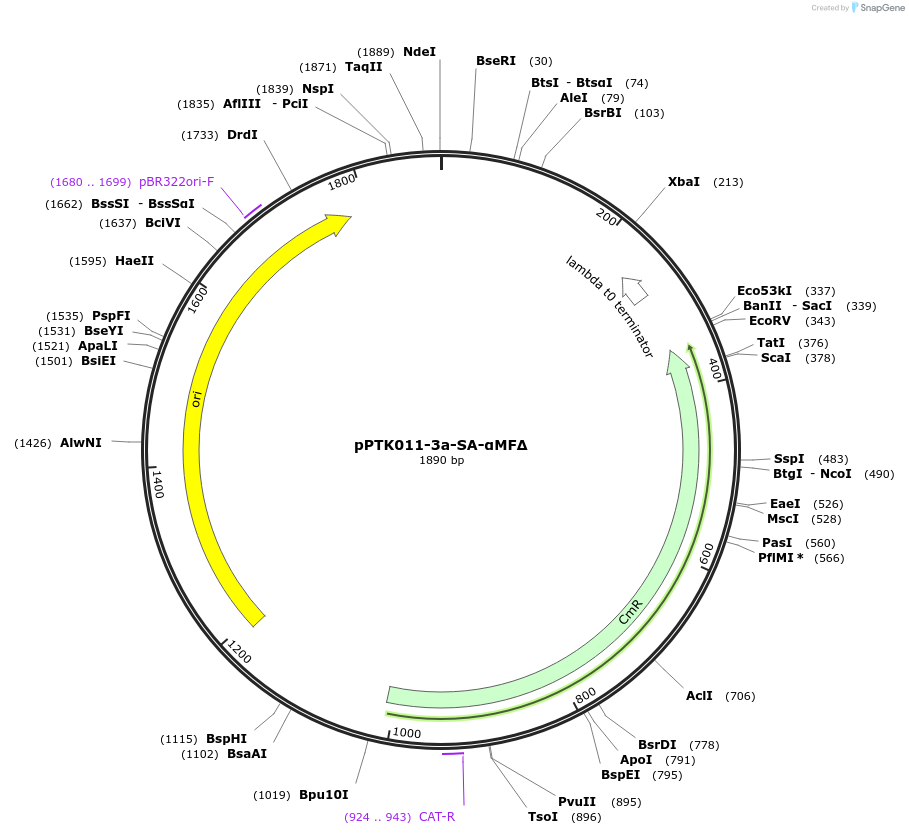 84970-plasmid-map-sequence-id-173380