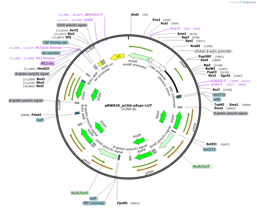 87554-plasmid-map-sequence-id-173393