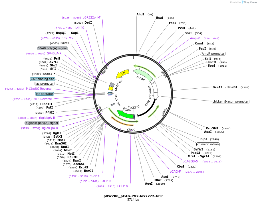 87570-plasmid-map-sequence-id-173403