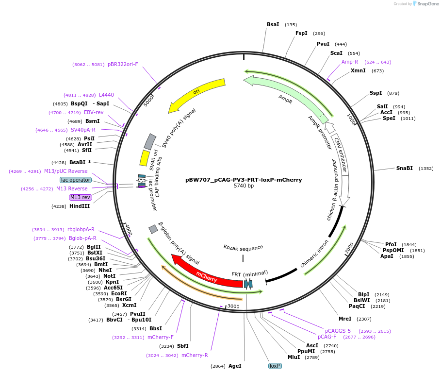 87571-plasmid-map-sequence-id-173404