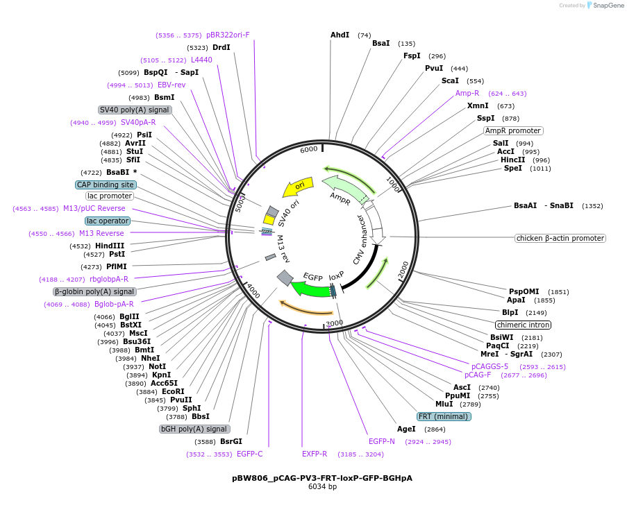 87582-plasmid-map-sequence-id-173413