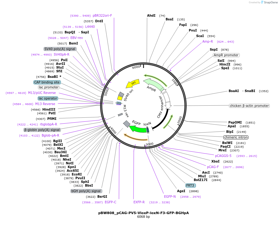 87584-plasmid-map-sequence-id-173415