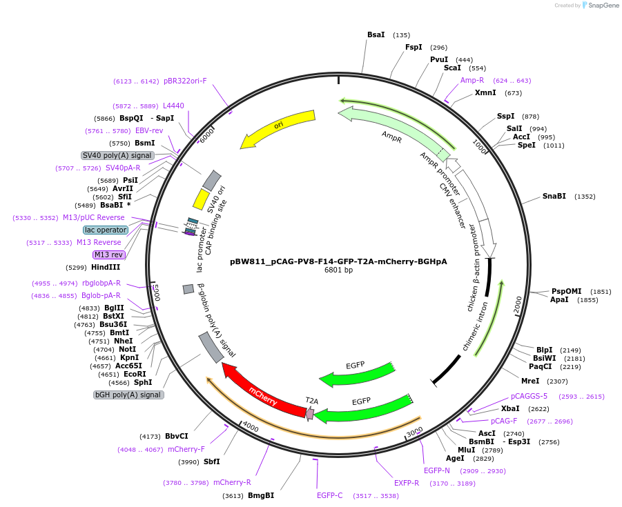 87587-plasmid-map-sequence-id-173417