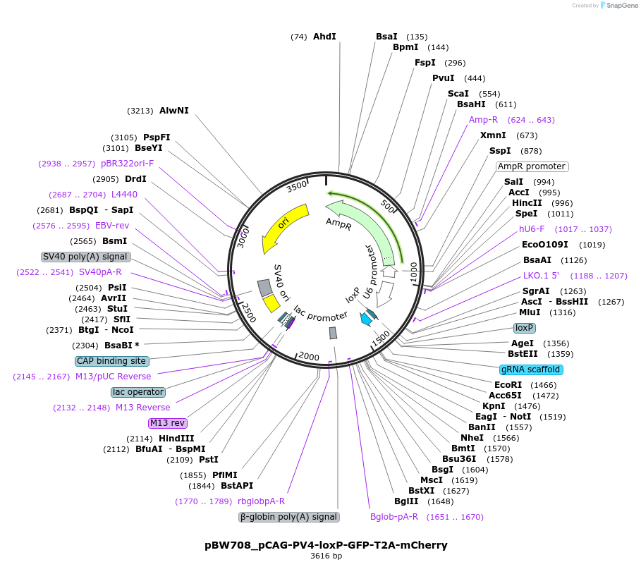 89057-plasmid-map-sequence-id-173422