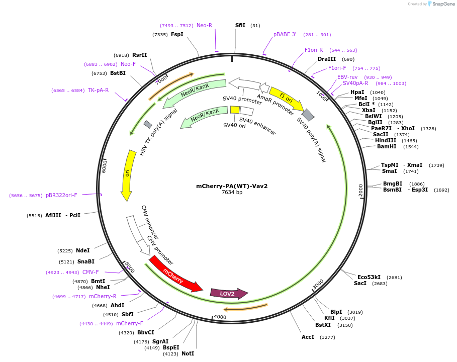 86977-plasmid-map-sequence-id-173516