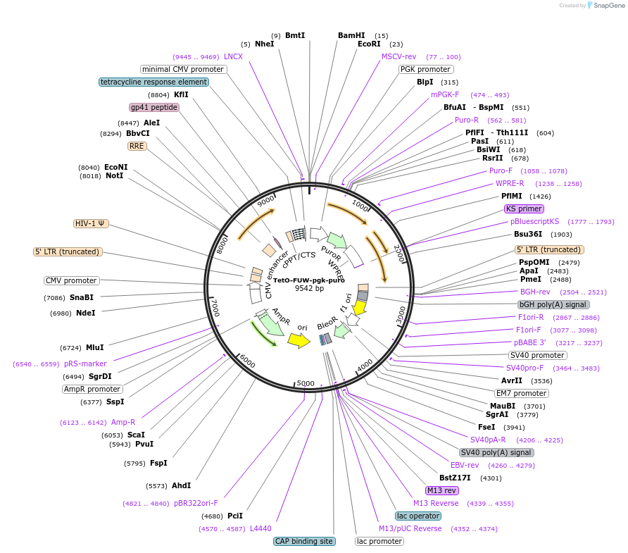 85747-plasmid-map-sequence-id-173523