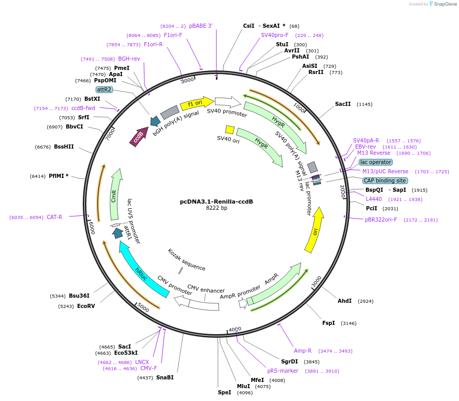 87068-plasmid-map-sequence-id-173525