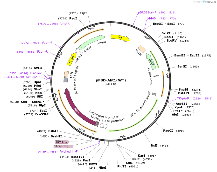 86561-plasmid-map-sequence-id-173544
