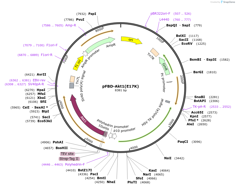 86563-plasmid-map-sequence-id-173549