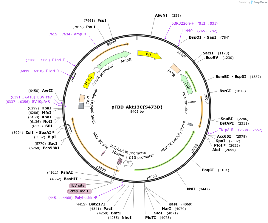 86577-plasmid-map-sequence-id-173552