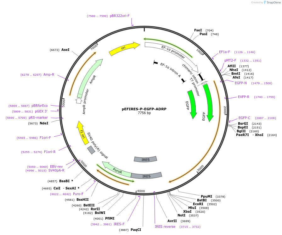 87157-plasmid-map-sequence-id-173553