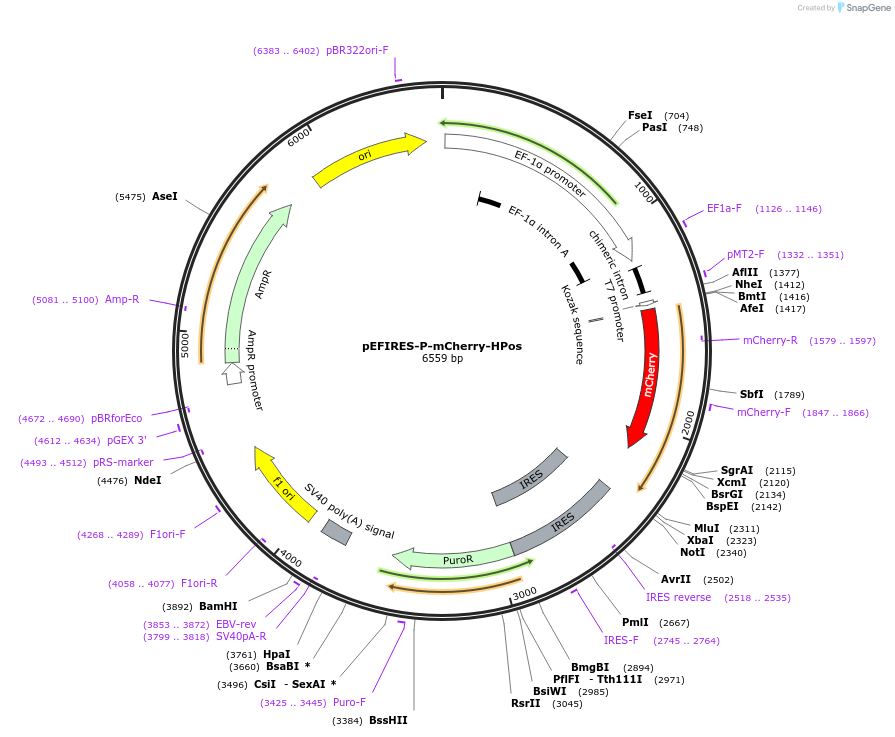 87159-plasmid-map-sequence-id-173556