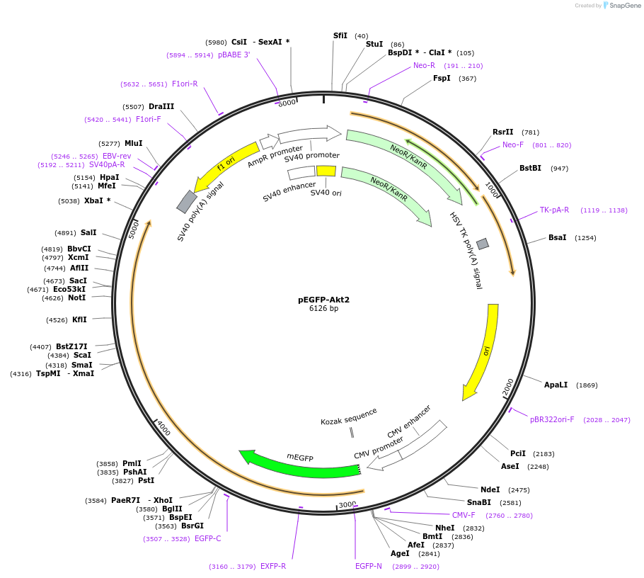 86593-plasmid-map-sequence-id-173561