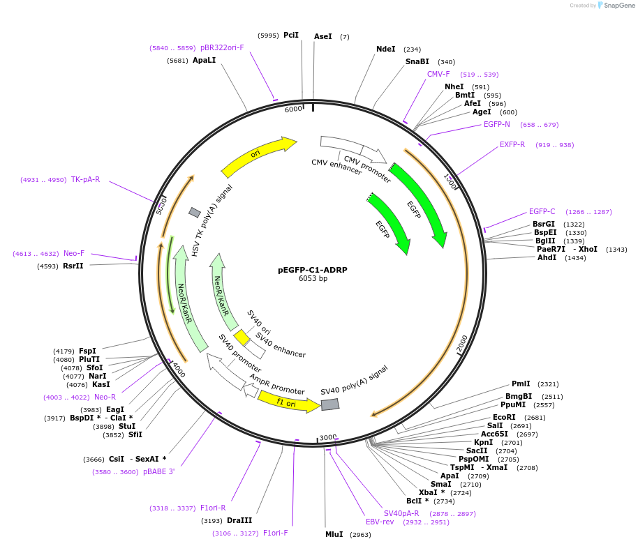 87161-plasmid-map-sequence-id-173562