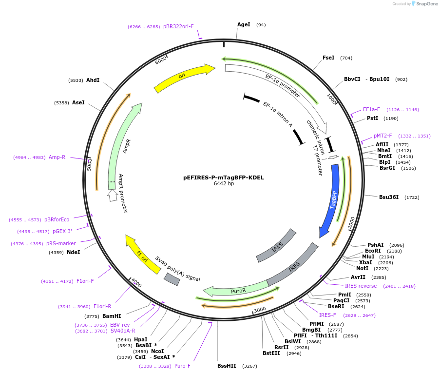87163-plasmid-map-sequence-id-173563