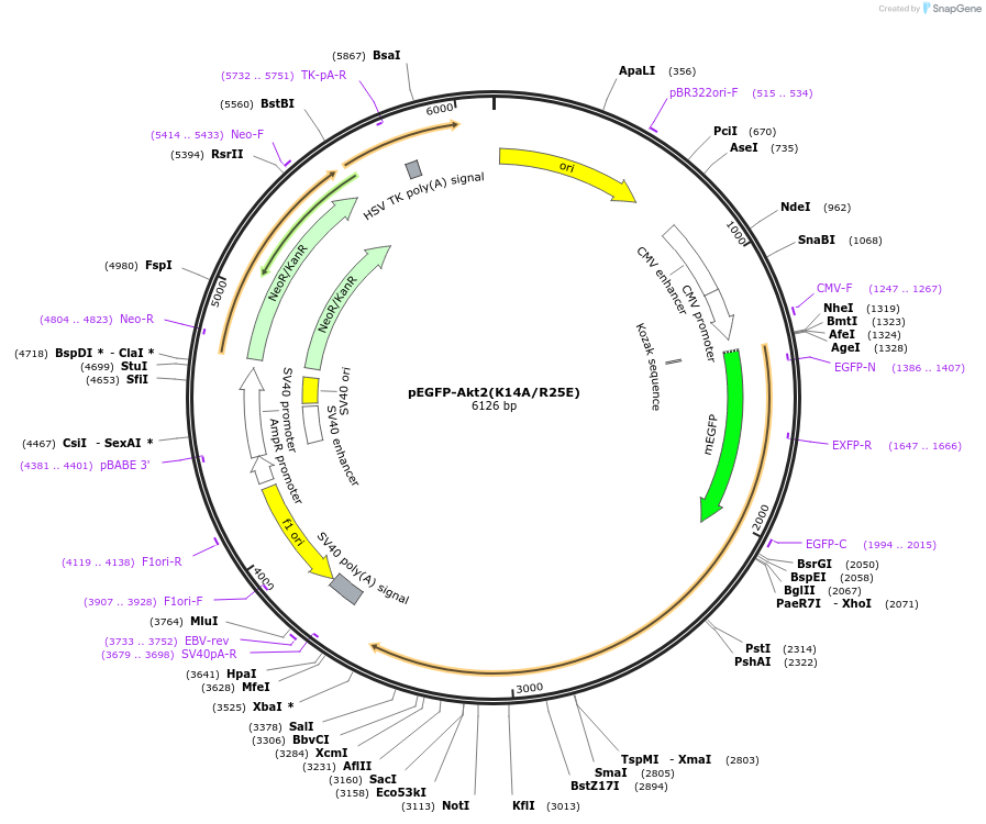 86595-plasmid-map-sequence-id-173564