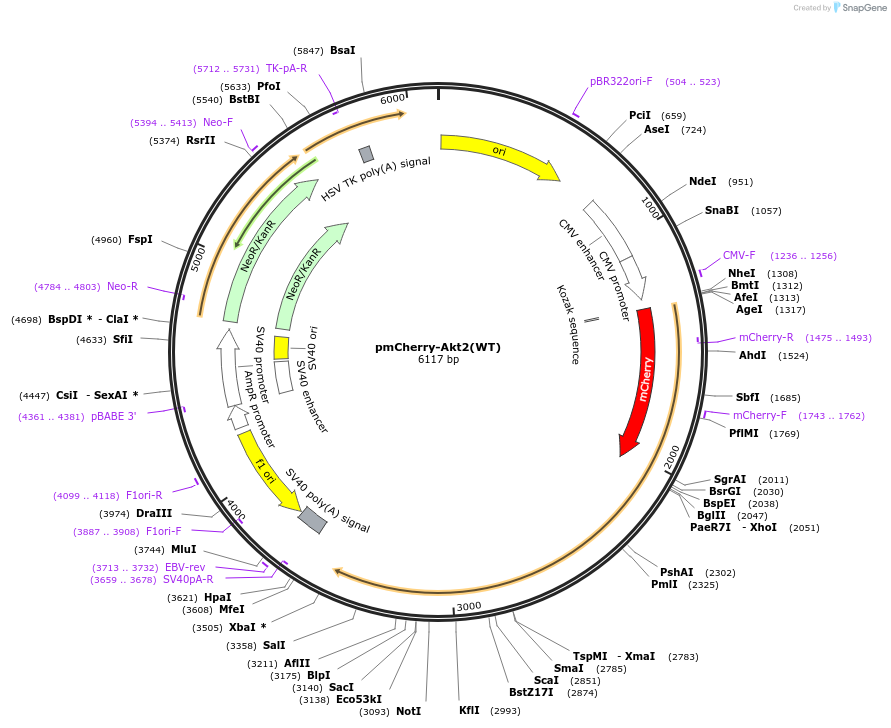 86623-plasmid-map-sequence-id-173573