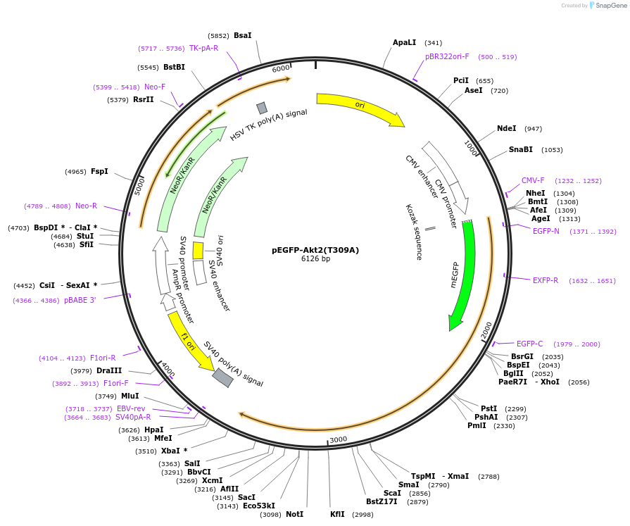 86625-plasmid-map-sequence-id-173575