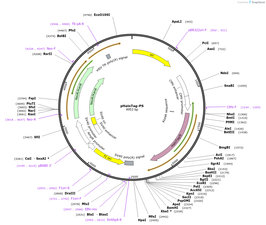 86626-plasmid-map-sequence-id-173579