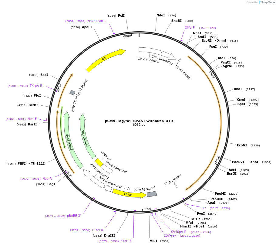 87732-plasmid-map-sequence-id-173580