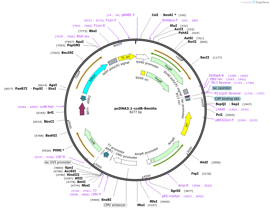 87065-plasmid-map-sequence-id-173589