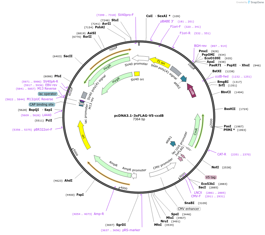 87064-plasmid-map-sequence-id-173591