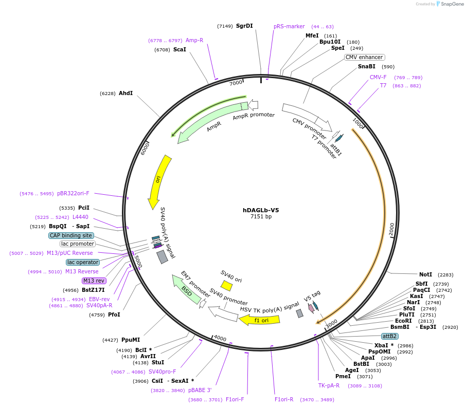 87677-plasmid-map-sequence-id-173602