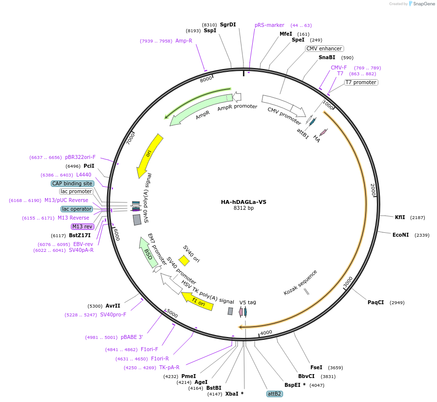 87674-plasmid-map-sequence-id-173603