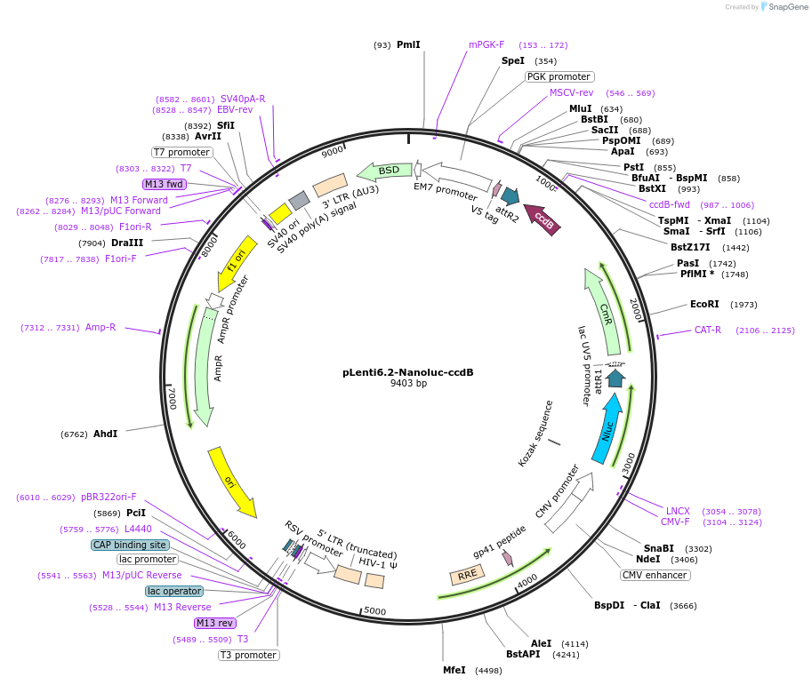 87078-plasmid-map-sequence-id-173606