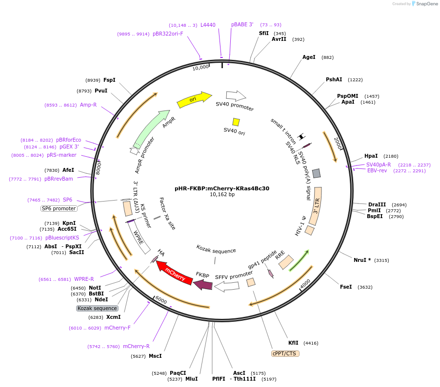 86633-plasmid-map-sequence-id-173607
