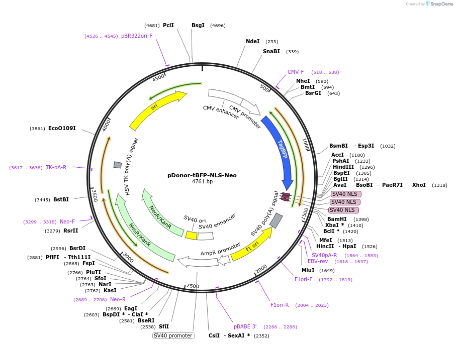 80766-plasmid-map-sequence-id-173610