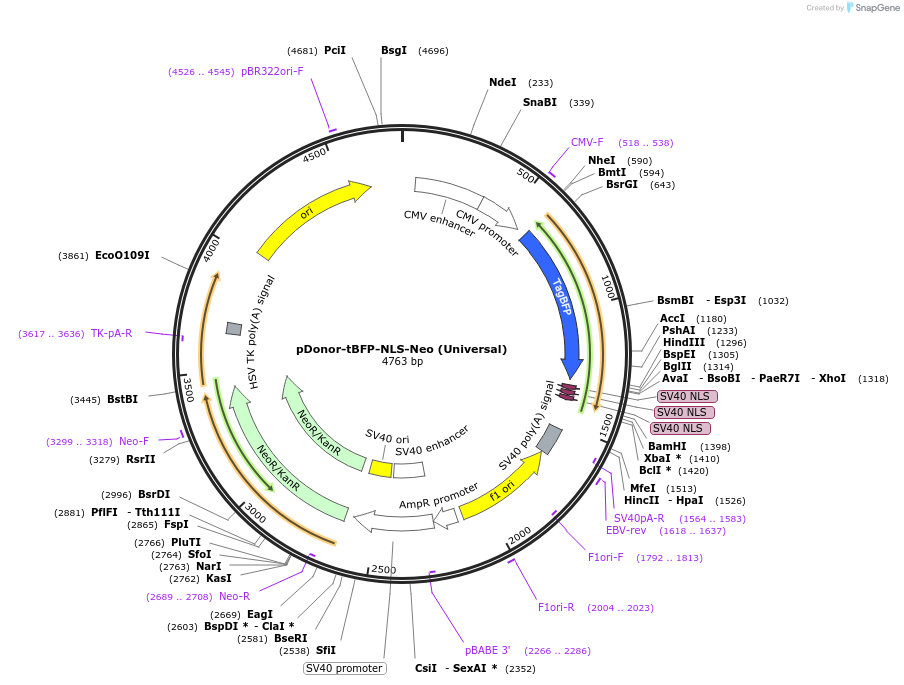 80767-plasmid-map-sequence-id-173612