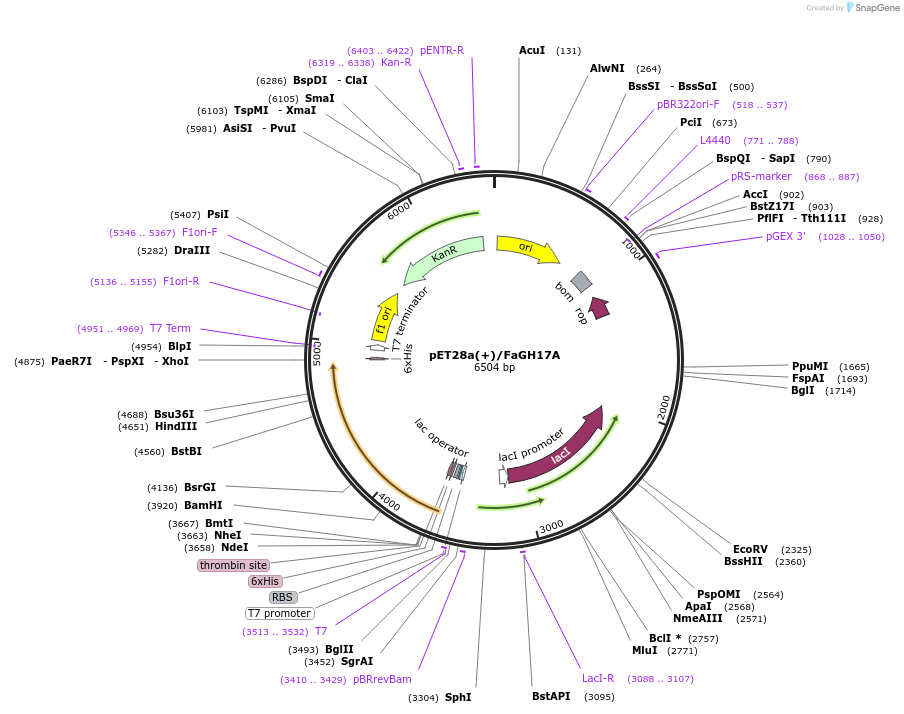 86462-plasmid-map-sequence-id-173614