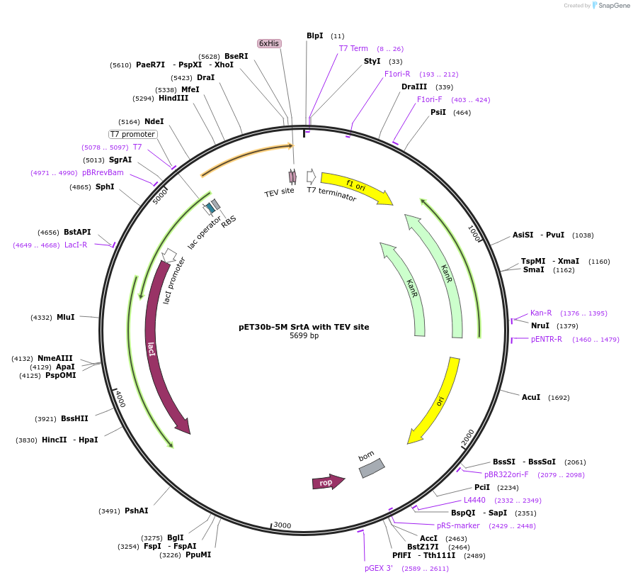 86962-plasmid-map-sequence-id-173616