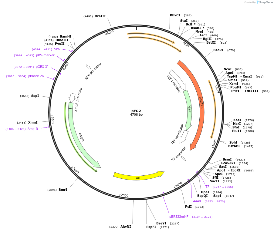 87250-plasmid-map-sequence-id-173625