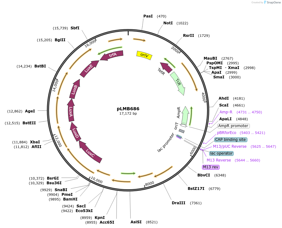 83780-plasmid-map-sequence-id-173628