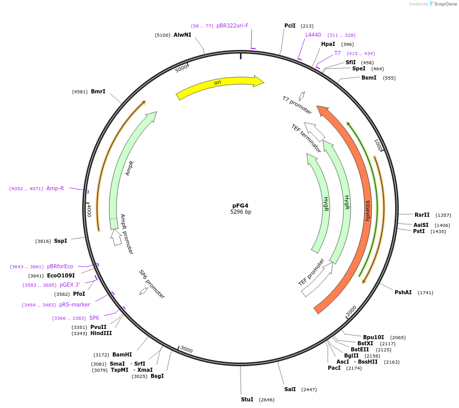 87251-plasmid-map-sequence-id-173633