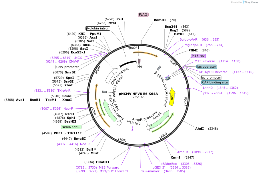 87656-plasmid-map-sequence-id-173641