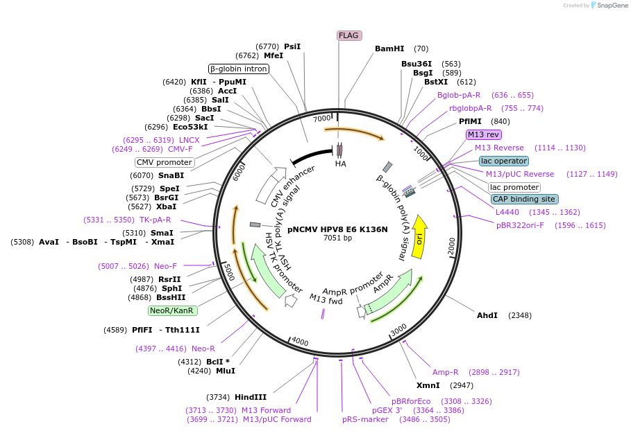 87657-plasmid-map-sequence-id-173649