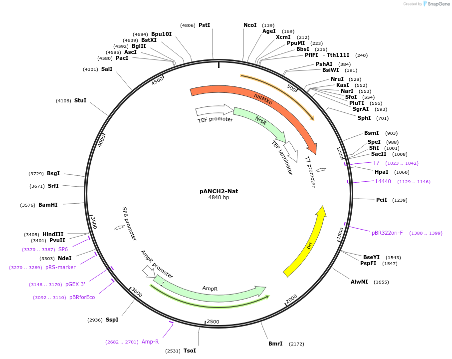 87249-plasmid-map-sequence-id-173651