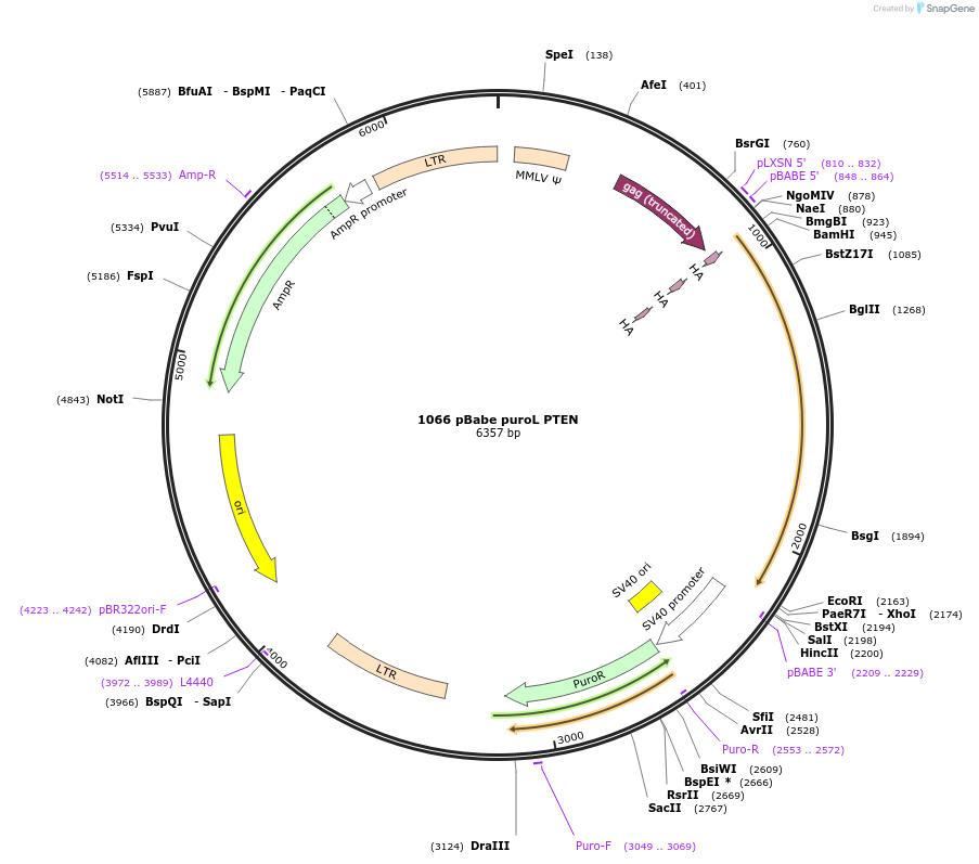 10785-plasmid-map-sequence-id-173653