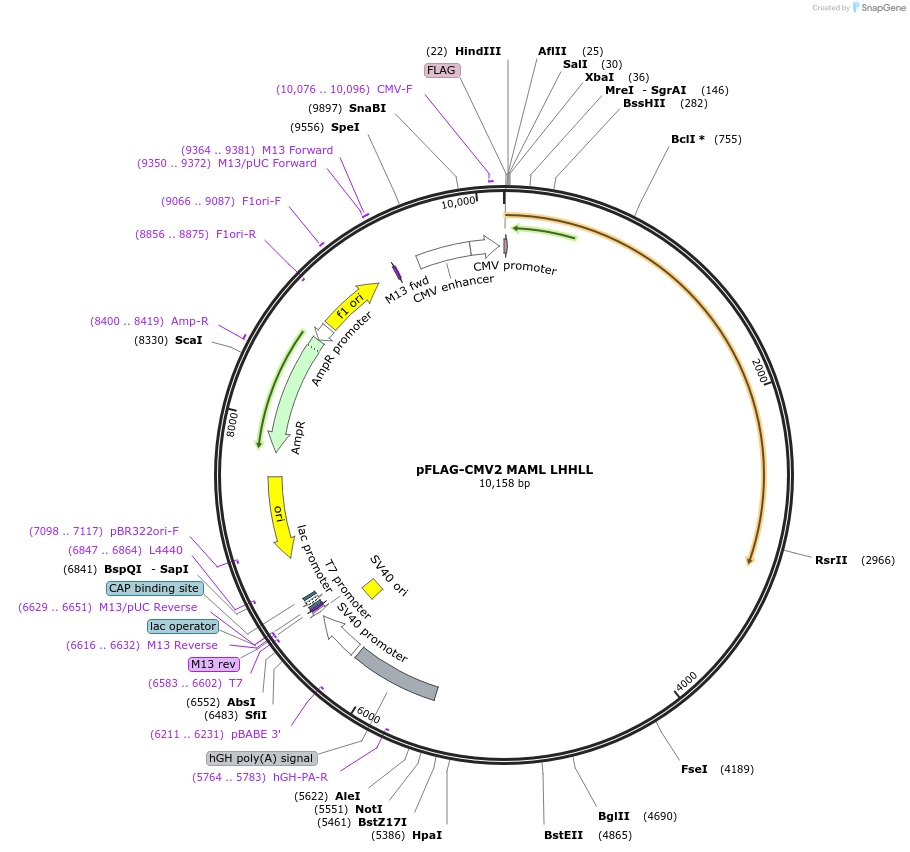 87681-plasmid-map-sequence-id-173655
