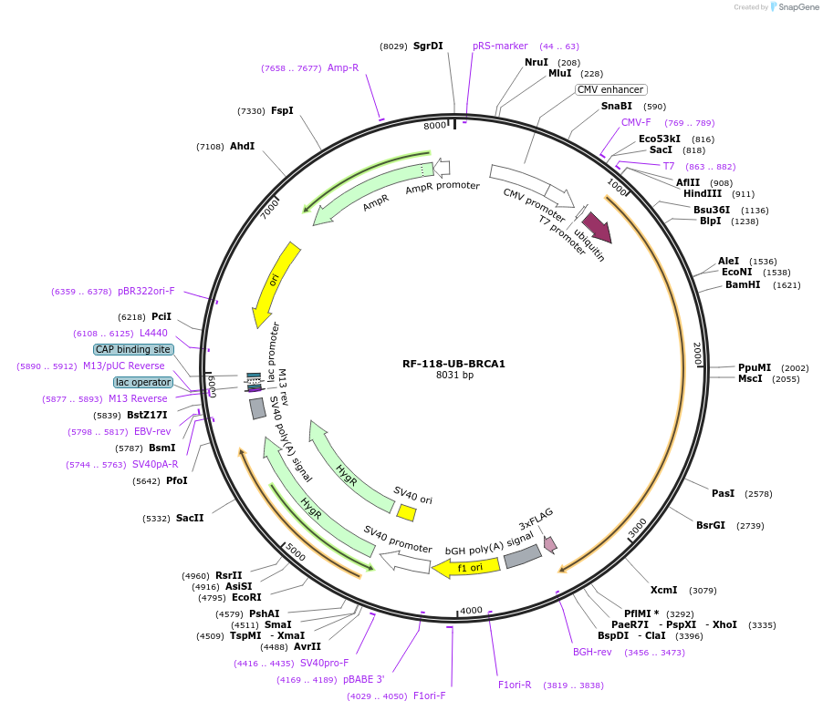 78960-plasmid-map-sequence-id-173661