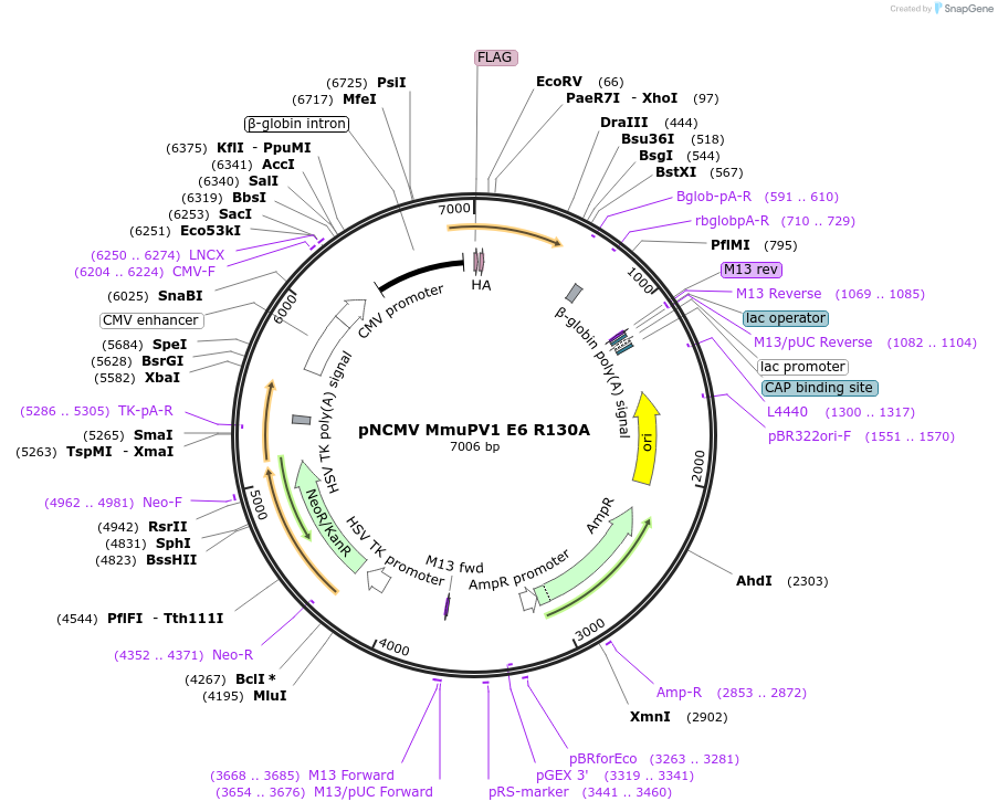 87654-plasmid-map-sequence-id-173662