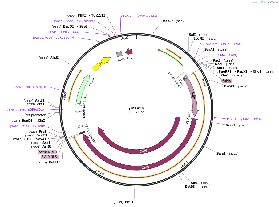 69090-plasmid-map-sequence-id-173668