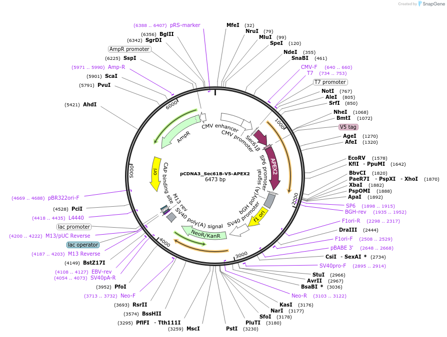 83411-plasmid-map-sequence-id-173674