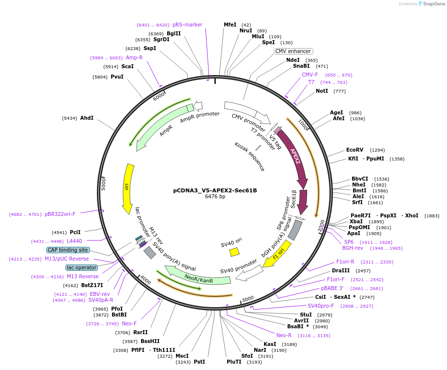 83412-plasmid-map-sequence-id-173675