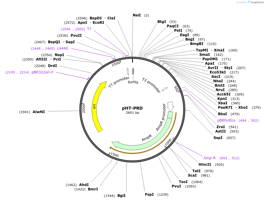 87755-plasmid-map-sequence-id-173677