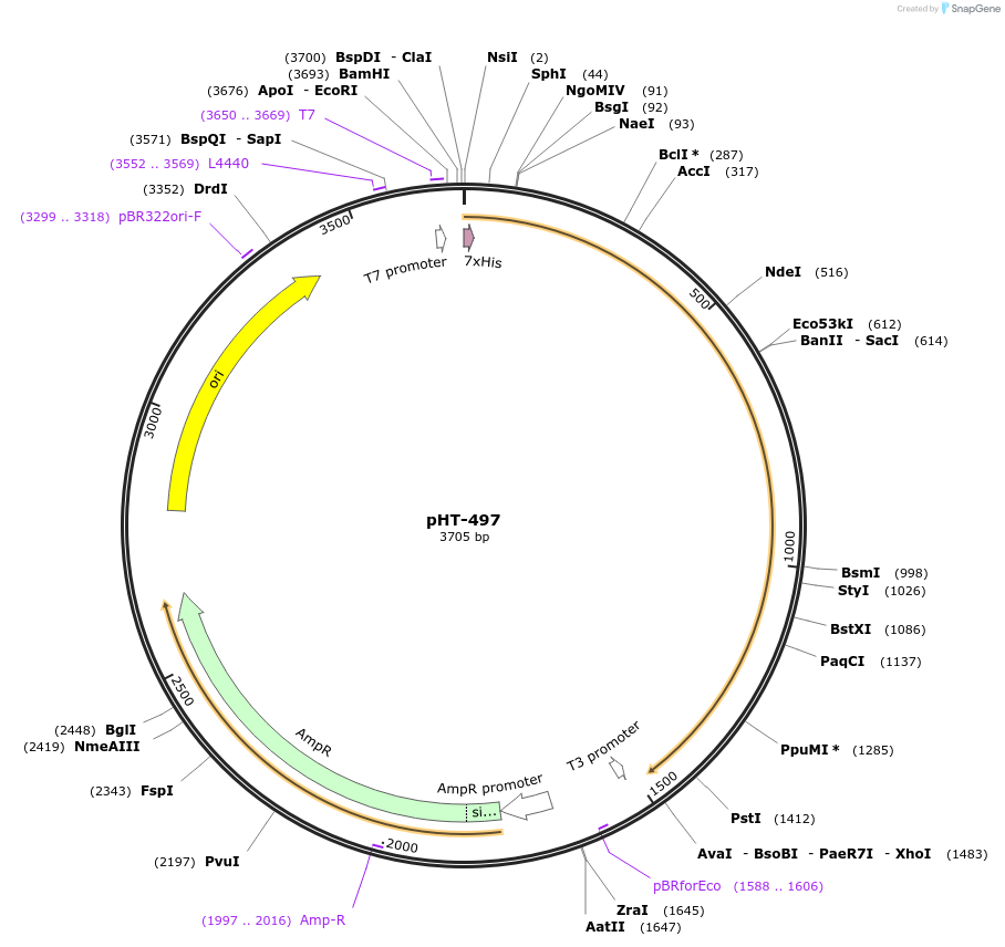 87756-plasmid-map-sequence-id-173678