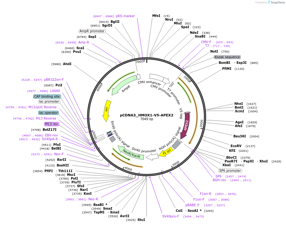 85823-plasmid-map-sequence-id-173681